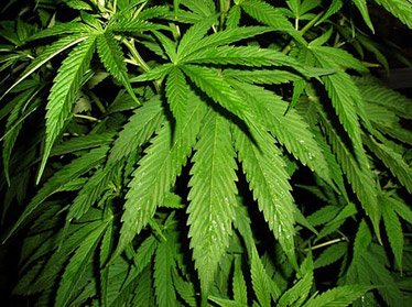 В Андижанской области задержан наркоторговец с 7 кг марихуаны 