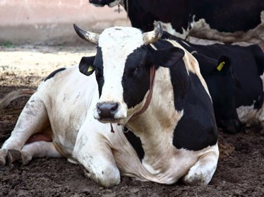 Госсанэпиднадзор: В Узбекистане при содержании скота не всегда соблюдаются санитарно-гигиенические требования