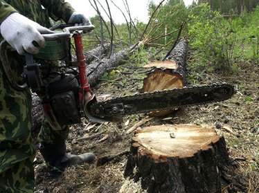 В Ташкентской области проводили незаконную вырубку леса 