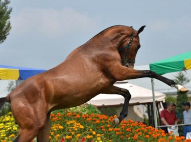 Лошади конного завода «Узбегим» стали победителями скачек чемпионата ЦА по конному спорту 