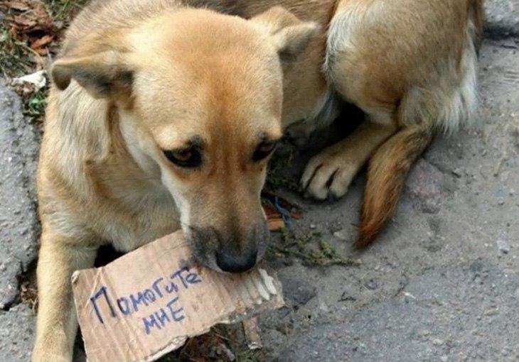 Зачистка бездомных животных: зоозащитники призывают сплотиться для решения проблемы гуманными способами