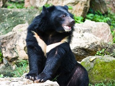 В Ташкентский зоопарк привезли гималайских медведей 