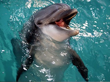 В Узбекистане, начиная с 17 апреля, начнутся гастроли Московского дельфинария, который привез в столицу двух белух и северного морского котика.