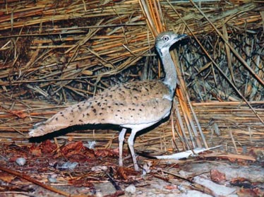 В Узбекистане выпустили на природу исчезающий вид птиц 