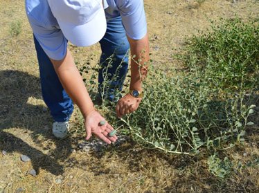 В Узбекистане создадут Центр по переработке лекарственных растений