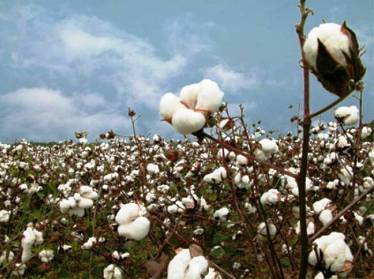 Узбекистан занял второе место по поставкам хлопка-волокна в Бангладеш 
