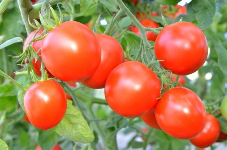 Голландцы помогут Узбекистану выращивать уникальные по качеству помидоры 