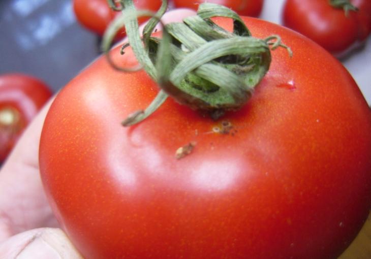 Южноамериканскую томатную моль нашли в партии помидоров из Узбекистана 