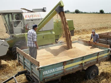 В Узбекистане собрано свыше 8 млн. тонн зерна 