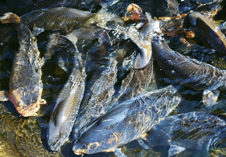Первая в истории экономическая зона для рыбоводства появится в Узбекистане