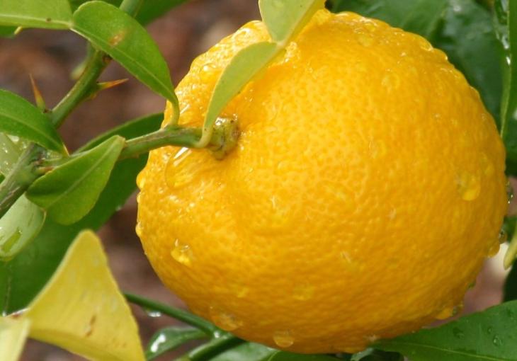 Узбекский ученый вырастил в теплице трехкилограммовый лимон