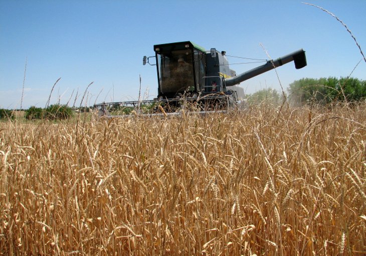 Узбекистан увеличил импорт казахстанской пшеницы в январе-августе на 44,3%