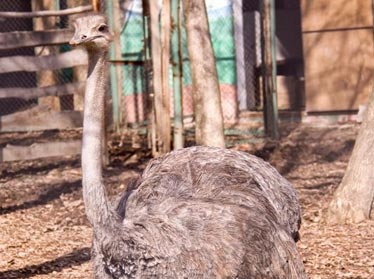Посетители столичного зоопарка чуть не убили страуса 