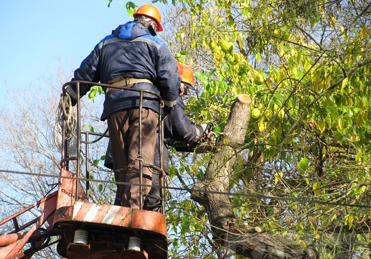 Опубликован проект постановления о защите деревьев в Ташкенте