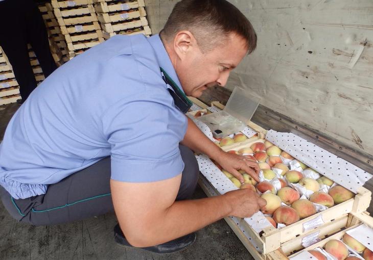 Россельхознадзор не пустил в РФ 18 тонн фруктов из Узбекистана 