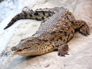 В Ташкентский зоопарк прибыли долгожданные нильские крокодилы (фото)