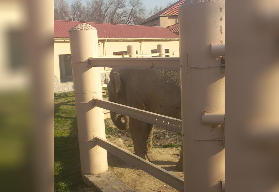 В ташкентском зоопарке слона "накормили" упаковкой от кириешек