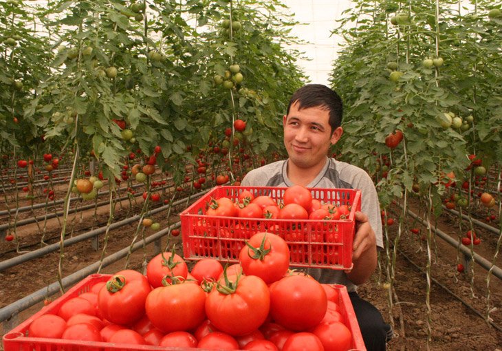 Узбекистан входит в десятку ведущих мировых поставщиков плодоовощной продукции