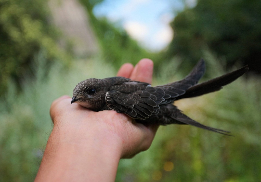 Скоро в Узбекистане откроется сезон стрижей, лежащих на земле. Как помочь беспомощным птицам?