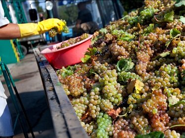 До конца года винодельческая отрасль Узбекистана переработает 132 тысячи тонн винограда
