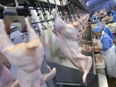 Узбекистан до конца 2012 года планирует довести ежегодное производство мяса птицы до 62 тысяч тонн 