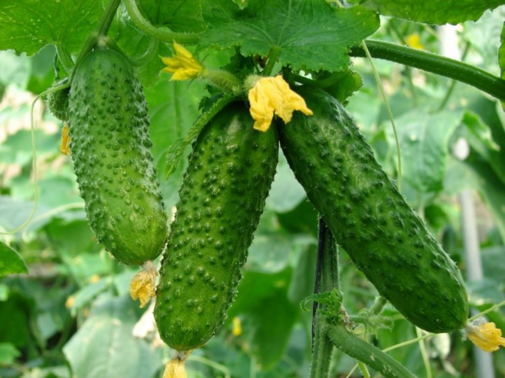 Овощи-мутанты: в Узбекистане огурцы начали выращивать на тыквах 