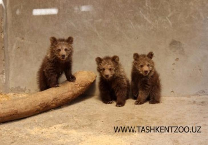 В Ташкентском зоопарке родились медвежата-тройняшки