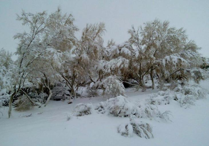Пустыню Кызылкум завалило снегом