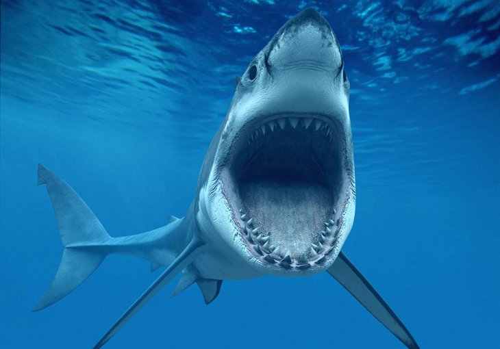 Испуганный турист проплыл семь километров, спасаясь от акулы