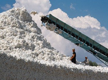 Узбекистан продал на экспорт 670 тысяч тонн хлопка 