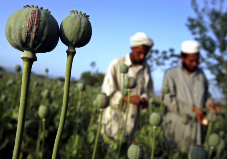 Узбекистан прогнозирует дальнейший рост производства наркотиков в Афганистане