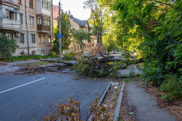 В Самарканде подростка насмерть задавило срезанной веткой дерева В Самарканде подростка насмерть задавило срезанной веткой дерева