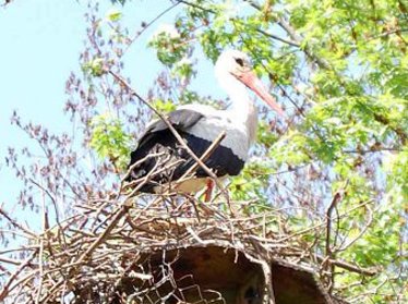 Белый аист свил полутораметровое гнездо в Ташкентском зоопарке 