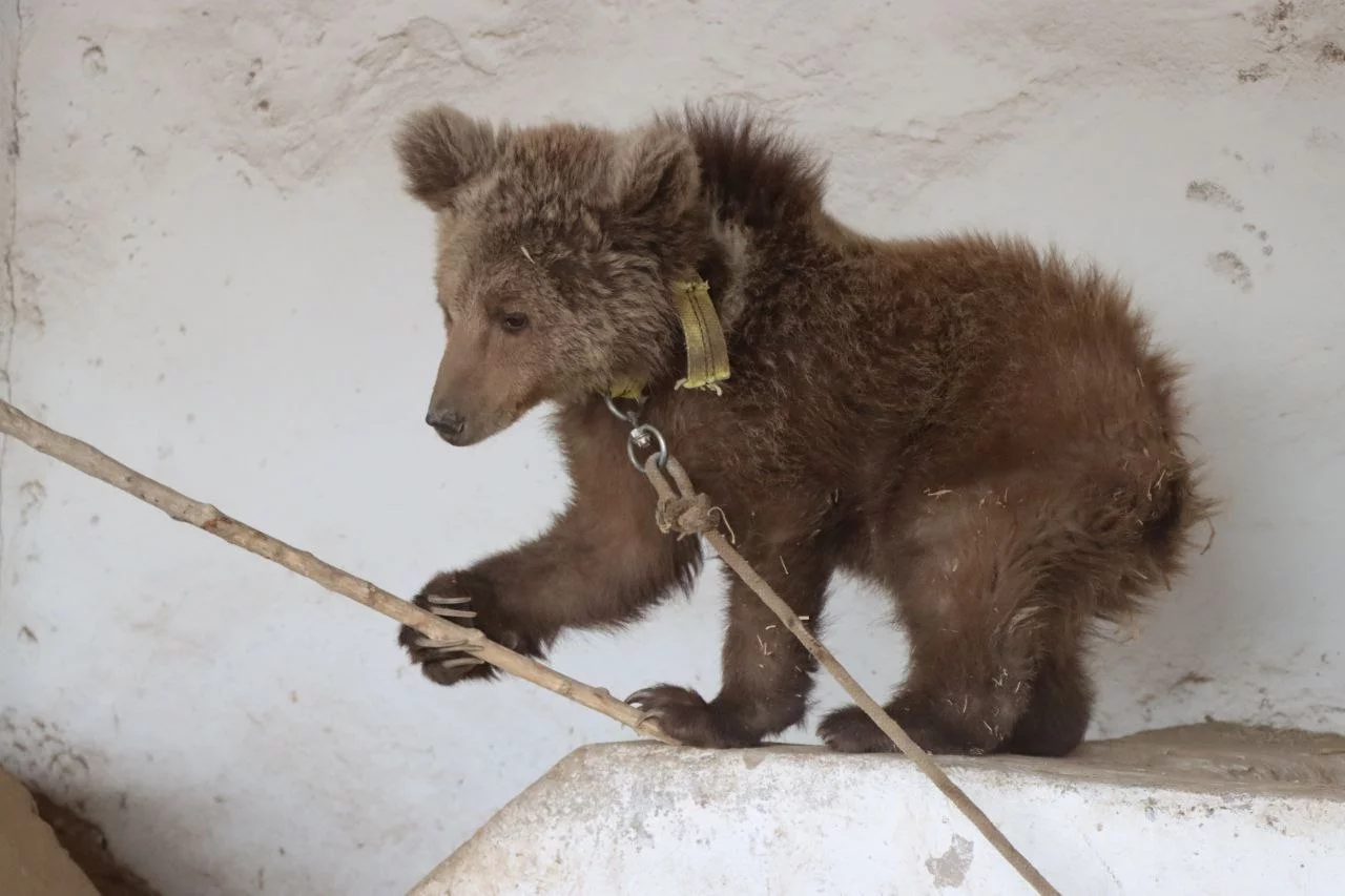 В Сурхандарье спасли от смерти потерявшегося краснокнижного бурого медвежонка. Он передан Ташкентскому зоопарку