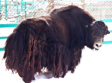 В Ташкентском зоопарке из-за безалаберности посетителей снова погибло животное