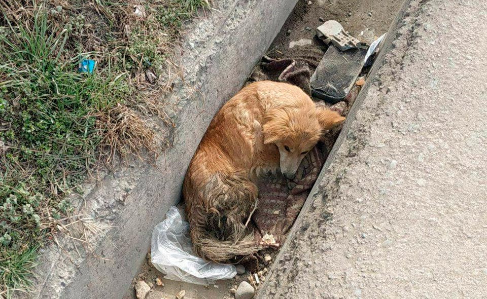 В Ташкенте нашли собаку с пулевым ранением. Зоозащитники и ветеринары борются за её жизнь