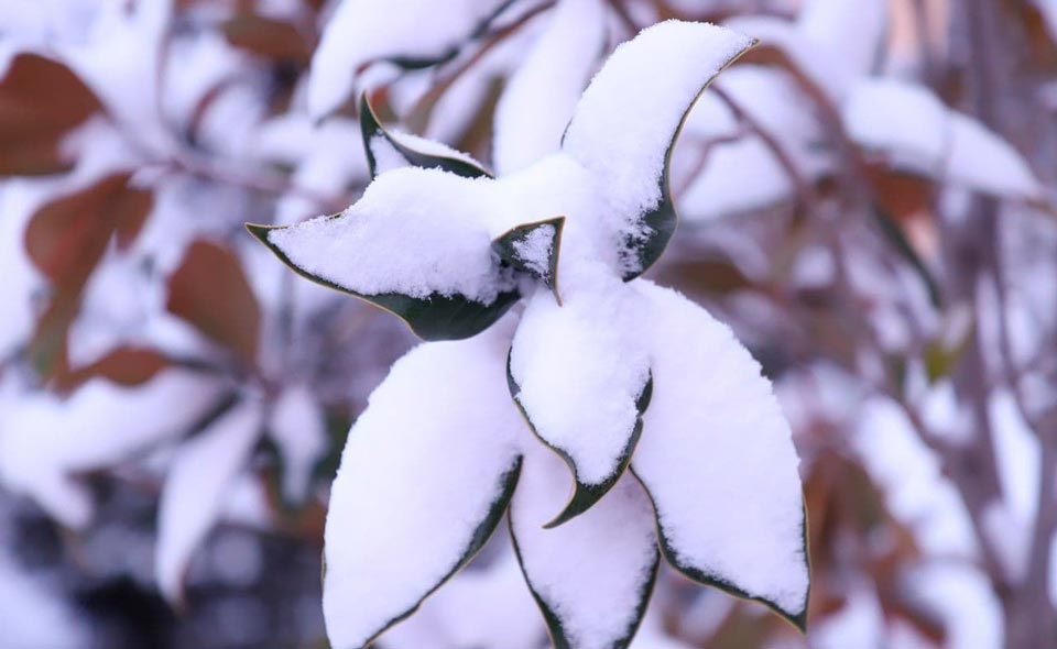 Минсельхоз проводит мониторинг сельхозземель для оценки потерь урожая после резких холодов 