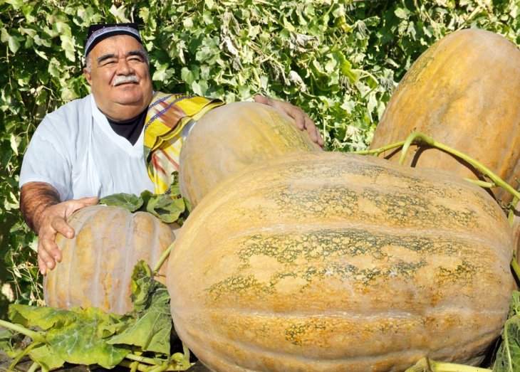 Узбекский фермер вывел новый сорт тыквы: их вес достигает 40-45 кг
