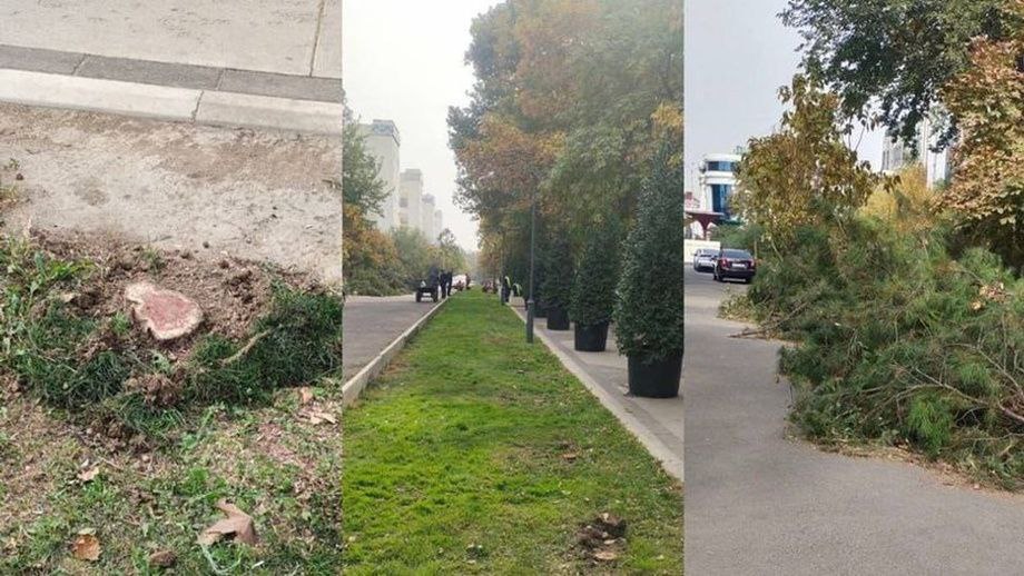 После вырубки можжевельников в Ташкенте возбудили дело, но наказать могут рядовых исполнителей, а не чиновника, отдавшего приказ – Кушербаев