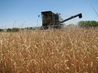 Узбекистан завершил сбор зерна 