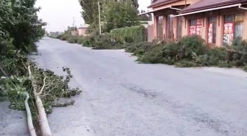 В Ферганской области вырубили около 90 многолетних деревьев. Генпрокуратура взяла ситуацию под контроль  
