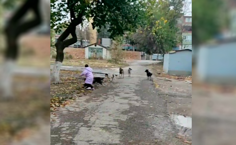 В Чирчике бродячие собаки напали на девочку. Жители бьют тревогу, они боятся выпускать детей из дома 