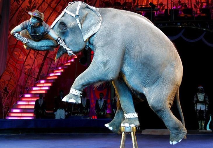 Видео: зрители Ташкентского цирка спасаются от взбунтовавшихся слонов 