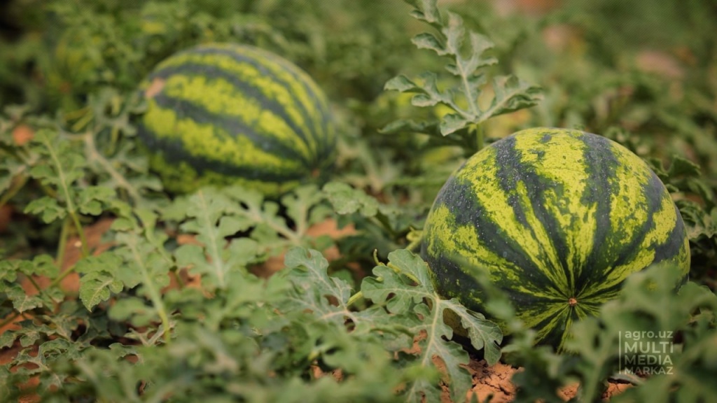 Узбекистан с начала года отправил на экспорт арбузы в 14 стран на три миллиона долларов 
