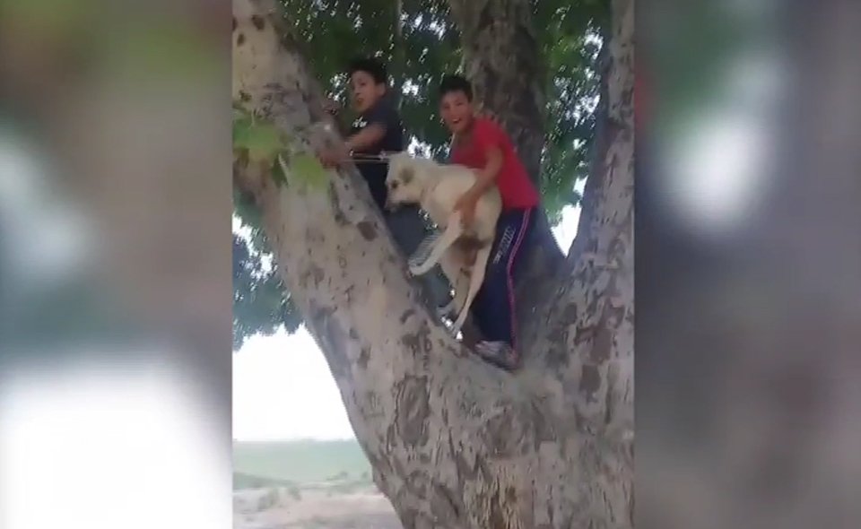 Правоохранители нашли детей, которые повесили собаку. Это произошло в Наманганской области