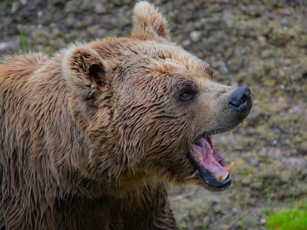 В Японии привлекли военных для защиты от медведей. Хищники уже убили 13 человек