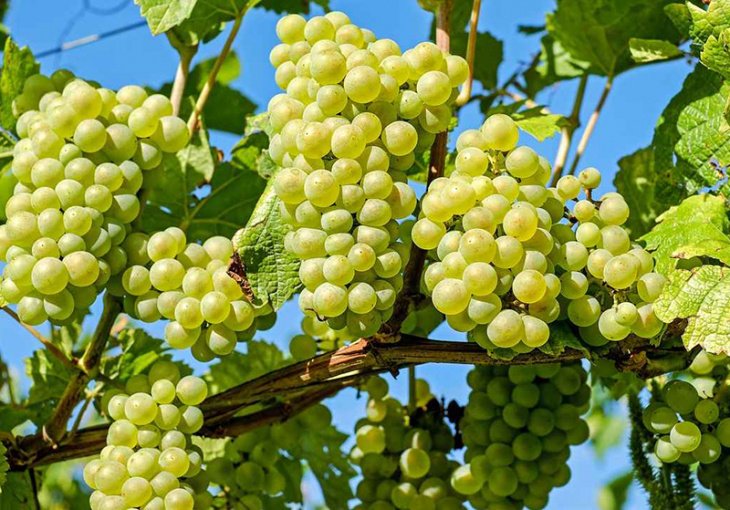 В Узбекистане на треть увеличат площадь виноградников. Фермеры высадят элитные сорта для производства вина и шампанского