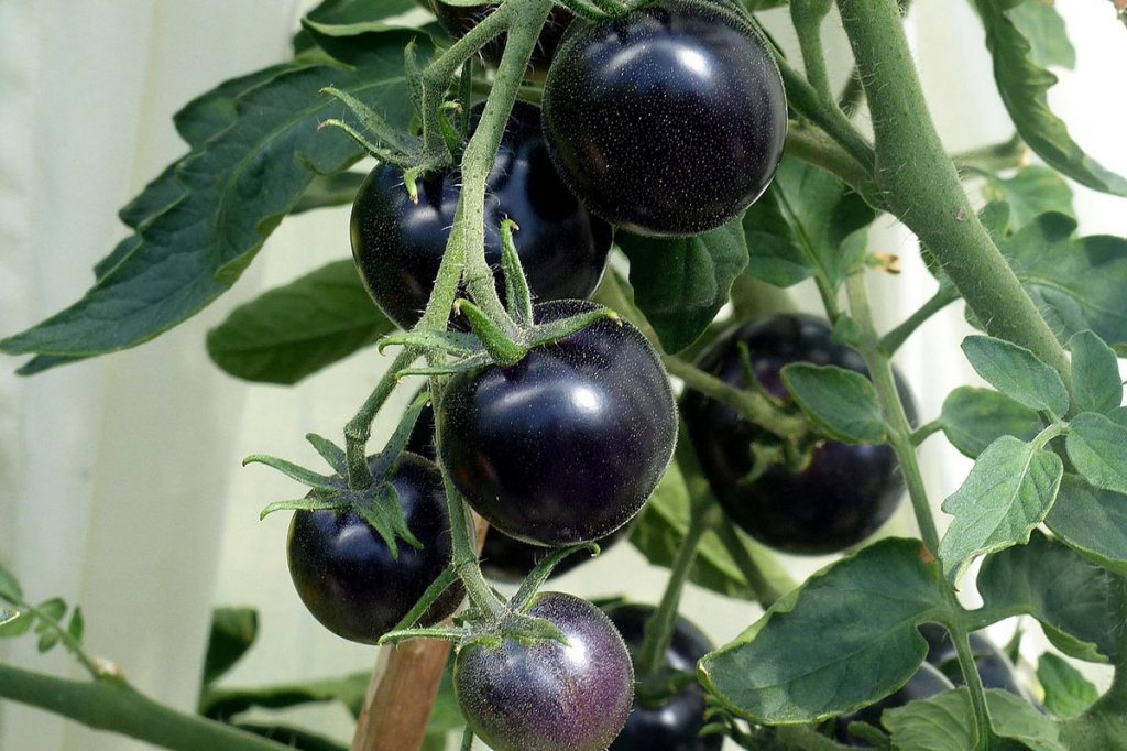 В Узбекистане в рамках пилотного проекта начали выращивать черные помидоры 