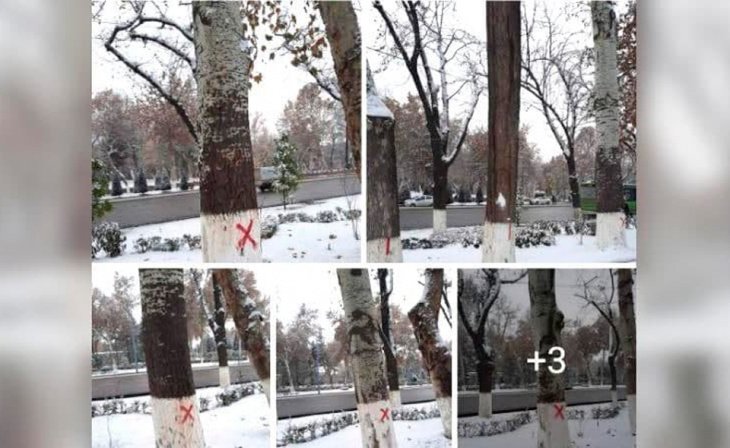 В Госкомэкологии прокомментировали слухи о вырубке деревьев возле дворца "Туркестан"