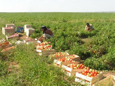 Узбекским фермерам помогут провести глобальную сертификацию их продукции